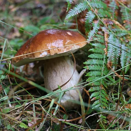 Hotel Le Relais Du Vermont Baffie