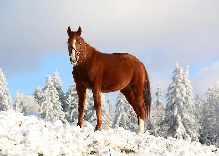 Отель Le Relais Du Vermont