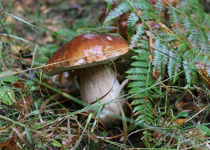 Отель Le Relais Du Vermont Baffie