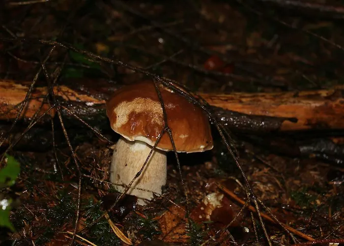 Отель Le Relais Du Vermont Baffie